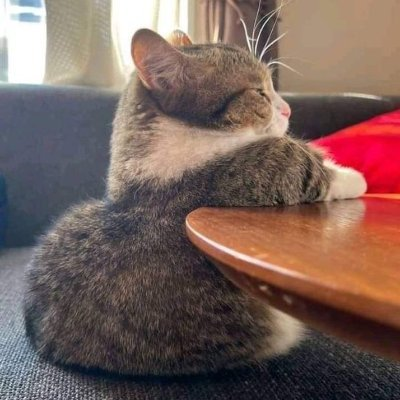 Story Cat